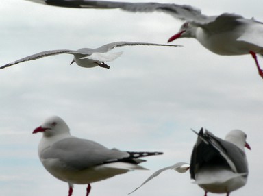 Polly Nash; Four Gulls, Taken on Onetangi Beach, Waiheke Island